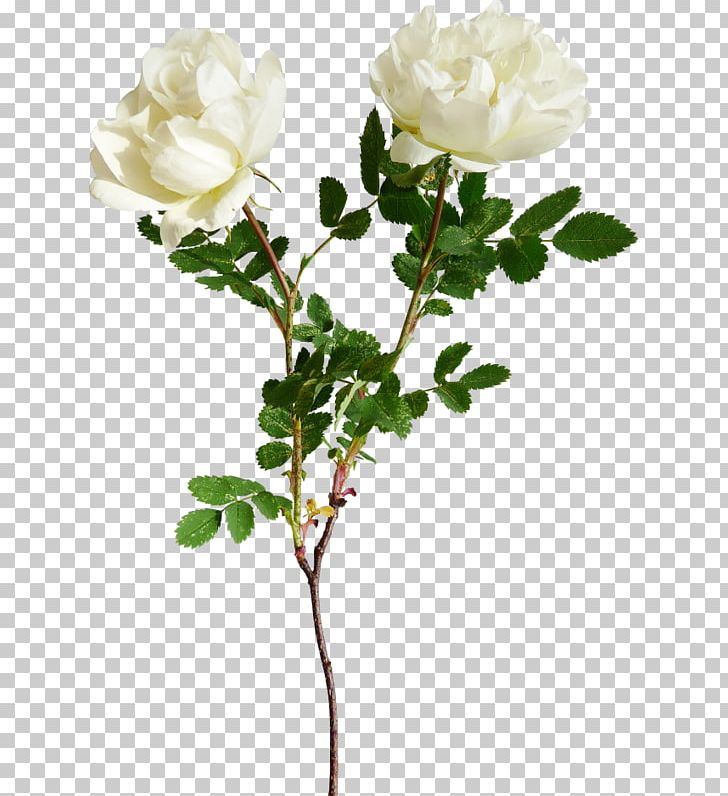 Garden Roses Flower PNG, Clipart, Artificial Flower, Branch, Cut Flowers, Floribunda, Flower Free PNG Download