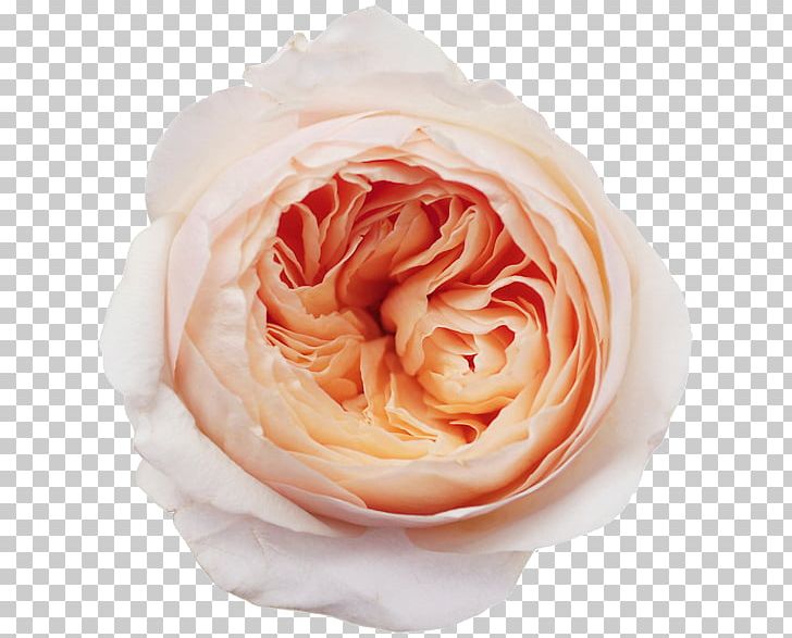 Garden Roses Rose Garden Flower PNG, Clipart,  Free PNG Download