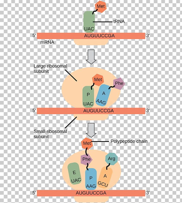 Ribosomes And Protein Synthesis: A Practical Approach Protein Biosynthesis Translation PNG, Clipart, Angle, Area, Cell, Communication, Diagram Free PNG Download