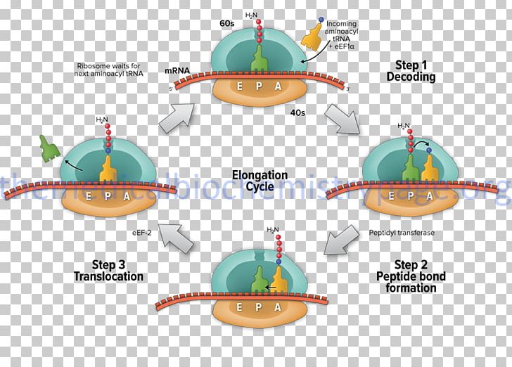 Translation Elongation Protein Biosynthesis Transcription RNA PNG, Clipart, Biology, Cell Division, Diagram, Dna, Dna Replication Free PNG Download