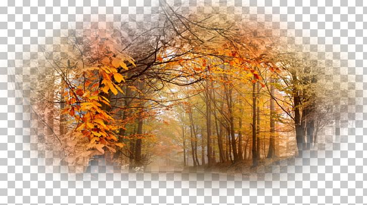 Tree Desktop Wood Autumn UXGA PNG, Clipart, 1080p, Computer, Computer Wallpaper, Desktop Wallpaper, Forest Free PNG Download