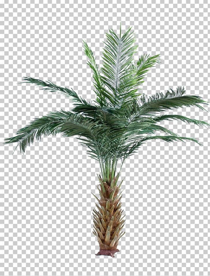 Arecaceae Date Palm Attalea Speciosa Oil Palms Adonidia Merrillii PNG, Clipart, Adonidia Merrillii, Arecaceae, Arecales, Attalea, Attalea Speciosa Free PNG Download