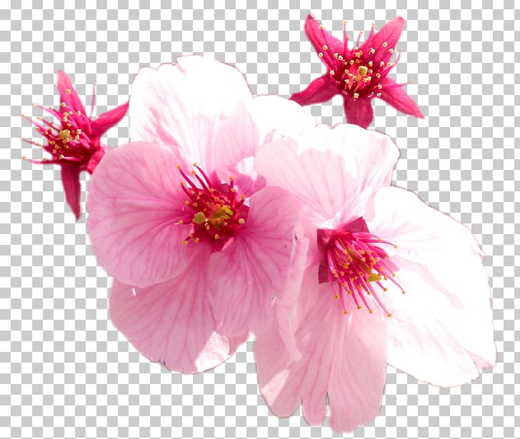 Cherry Blossom ST.AU.150 MIN.V.UNC.NR AD Pink M PNG, Clipart, Blossom, Branch, Branching, Cherry, Cherry Blossom Free PNG Download