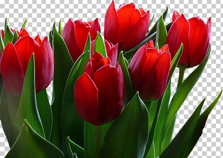 Flower Tulip Desktop 720p 1080p PNG, Clipart, 720p, 1080p, Art, Aspect Ratio, Bud Free PNG Download