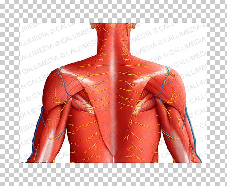 Thorax Muscle Human Anatomy Coronal Plane PNG, Clipart, Abdomen, Anatomy, Arm, Back, Blood Vessel Free PNG Download