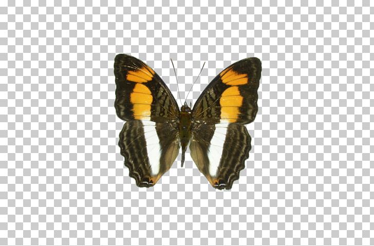 Butterfly Sisters Adelpha Melona Adelpha Mesentina Field Guide To Butterflies Of South Africa PNG, Clipart, Adelpha Melona, Arthropod, Brush Footed Butterfly, Butterfly, Insect Free PNG Download
