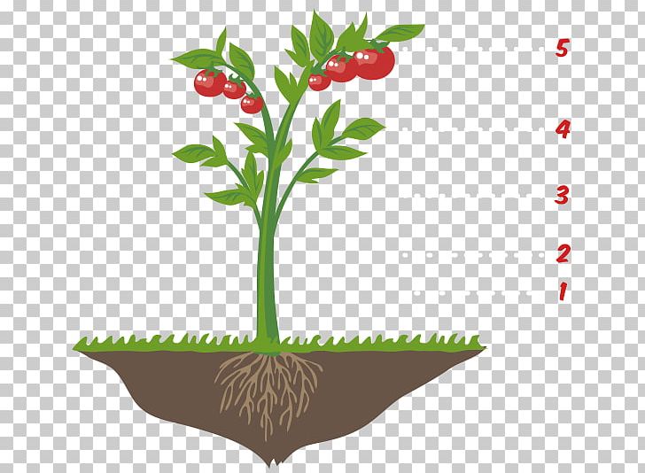 Flowerpot Food Plant Stem PNG, Clipart, Flower, Flowering Plant, Flowerpot, Food, Nature Free PNG Download