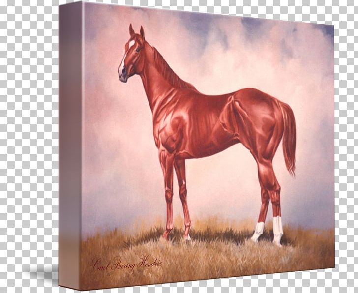Stallion Mustang Bridle Gallery Wrap Halter PNG, Clipart, Art, Bridle, Canvas, Efforts, Gallery Wrap Free PNG Download