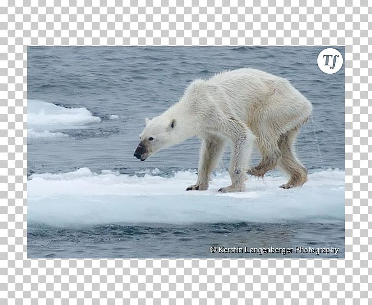 Baby Polar Bears Arctic Eurasian Brown Bear Walrus PNG, Clipart, Animals, Arctic, Arctic Ocean, Baby Polar Bears, Bear Free PNG Download