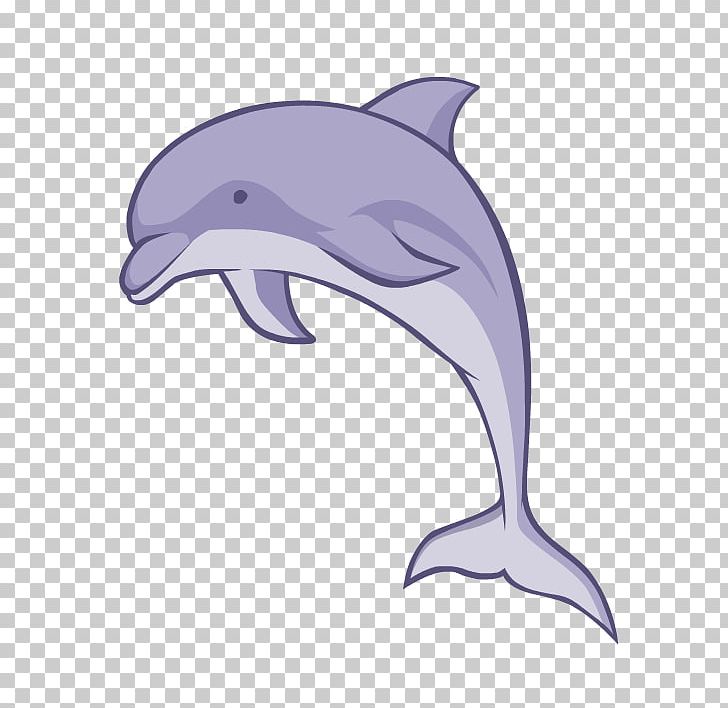 Common Bottlenose Dolphin Short-beaked Common Dolphin Tucuxi Wholphin Rough-toothed Dolphin PNG, Clipart,  Free PNG Download