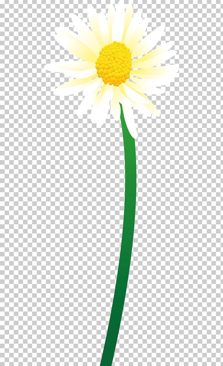 Common Daisy Oxeye Daisy Dandelion Petal Plant Stem PNG, Clipart, Camomile, Common Daisy, Daisy, Daisy Family, Dandelion Free PNG Download