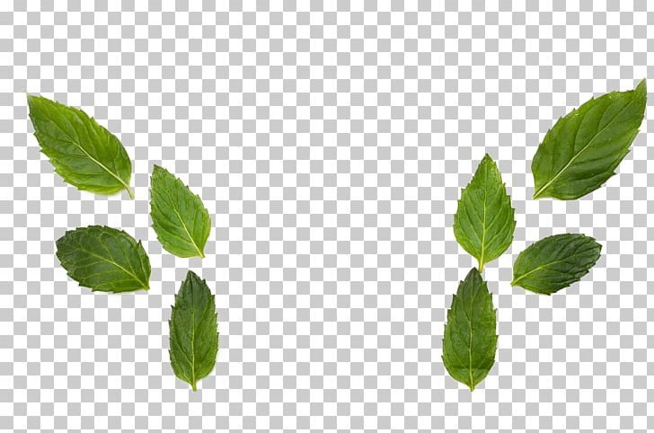 Herbalism Leaf Branching PNG, Clipart, Branch, Branching, Herb, Herbalism, Leaf Free PNG Download