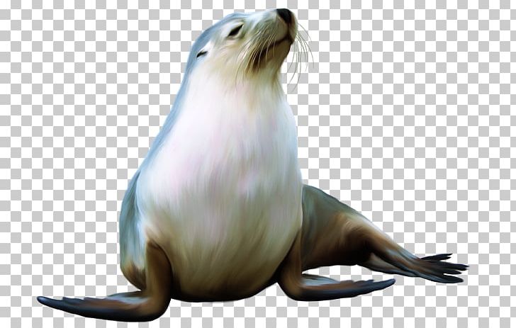 Sea Lion Harbor Seal Earless Seal Walrus PNG, Clipart, Animals, Beaver, Data Compression, Eared Seal, Earless Seal Free PNG Download