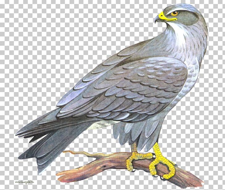 Falcon Computer Icons PNG, Clipart, Accipitriformes, Animals, Bald Eagle, Beak, Bird Free PNG Download