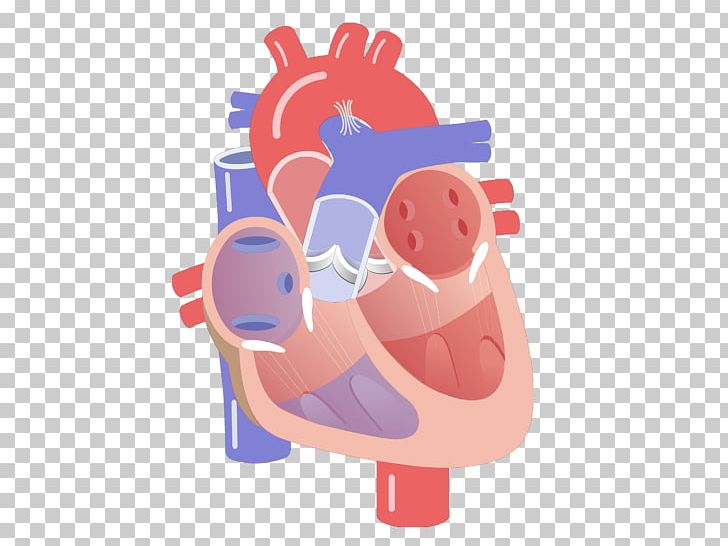 Heart Valve Electrical Conduction System Of The Heart Circulatory System Anatomy PNG, Clipart, Anatomy, Animated Film, Artery, Cardiac Cycle, Cardiac Muscle Free PNG Download