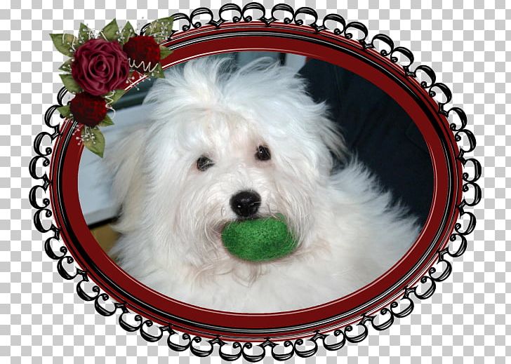 Maltese Dog Havanese Dog Coton De Tulear Schnoodle West Highland White Terrier PNG, Clipart, Allure, Ally, Animals, Bichon, Breed Free PNG Download
