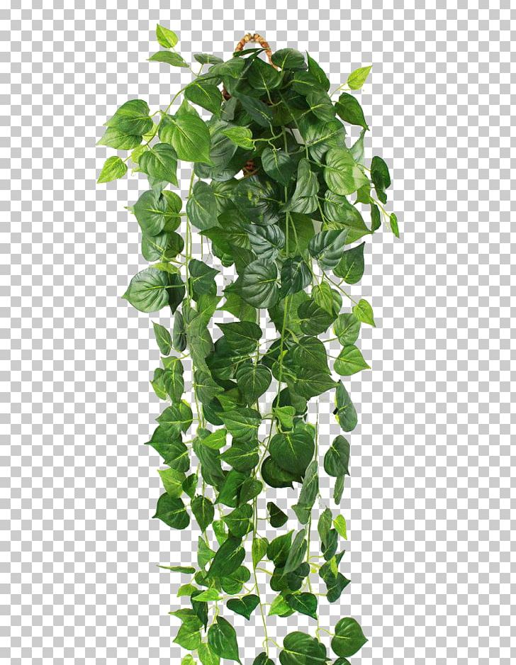 Parthenocissus Tricuspidata Ivy Green Vine Wall PNG, Clipart, Animals, Background Green, Botany, Branch, Climb Free PNG Download