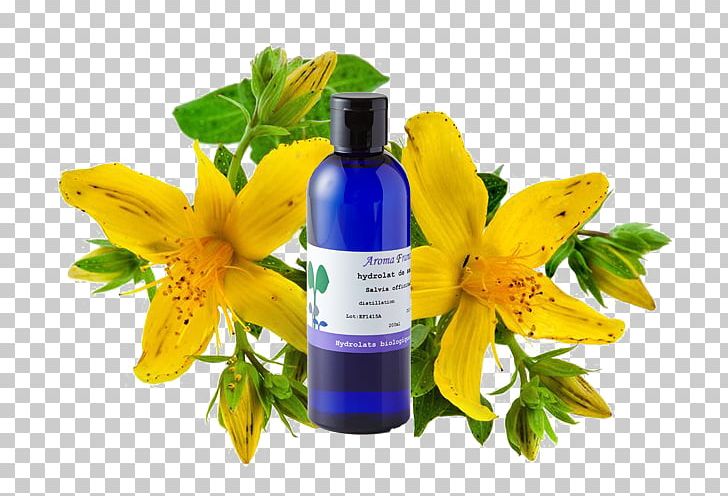 Perforate St John's-wort Plant Dietary Supplement Gélule Lotion PNG, Clipart,  Free PNG Download