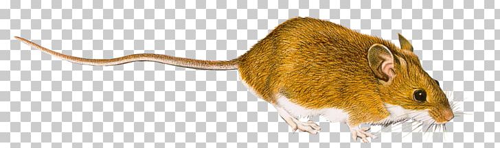 Rat Computer Mouse PNG, Clipart, Animal, Animal Figure, Animals, Computer Mouse, Digital Image Free PNG Download