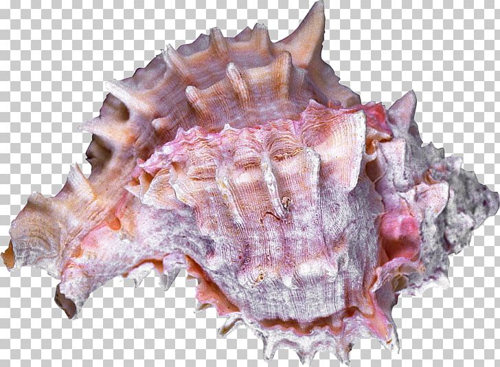 Sea Snail Seashell Conchology Cockle PNG, Clipart, Animal, Animal Product, Animals, Animal Source Foods, Clams Oysters Mussels And Scallops Free PNG Download