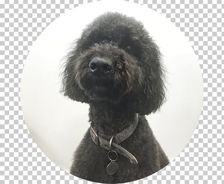 Standard Poodle Miniature Poodle Cockapoo Portuguese Water Dog Spanish Water Dog PNG, Clipart, Animals, Barbet, Carnivoran, Cockapoo, Companion Dog Free PNG Download
