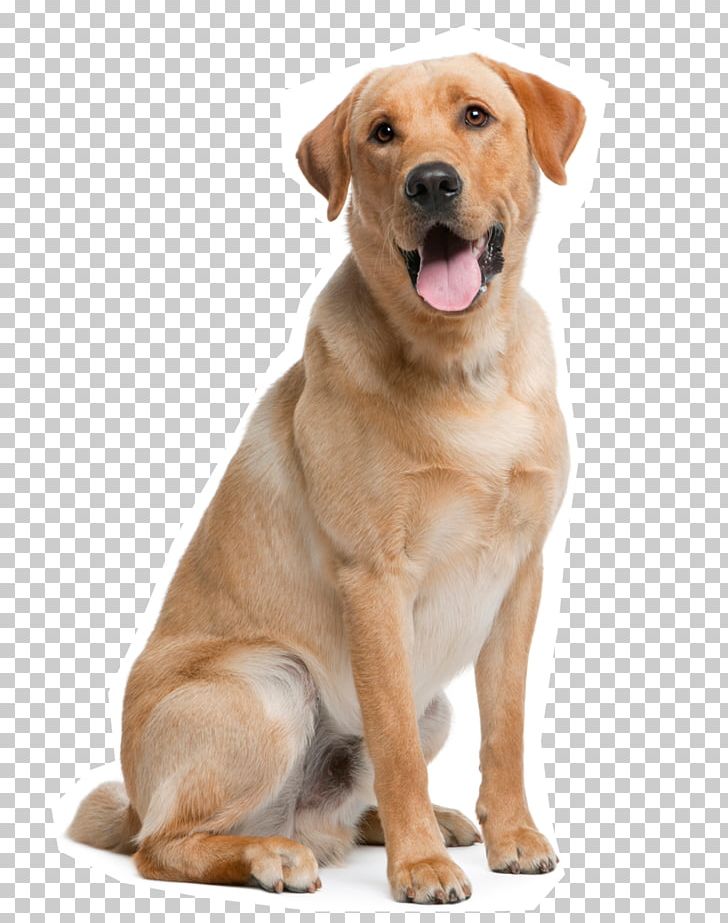 The Labrador Retriever Golden Retriever Newfoundland Dog Puppy PNG, Clipart, American Kennel Club, Animal, Animals, Breed, Broholmer Free PNG Download