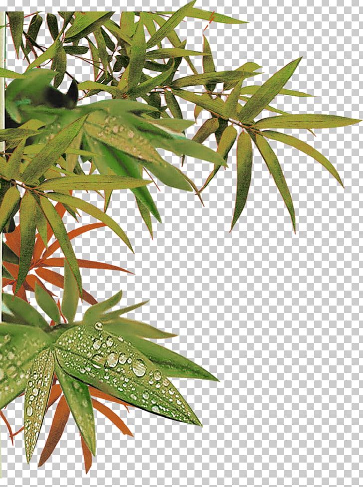 Zongzi Bamboe Bamboo PNG, Clipart, Bamboe, Bamboo Leaves, Computer Icons, Data, Download Free PNG Download
