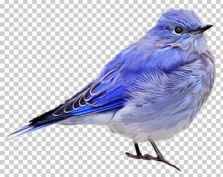 Bird House Sparrow Blue Jay Finches PNG, Clipart, American Sparrows, Animals, Beak, Bird, Bird Flight Free PNG Download