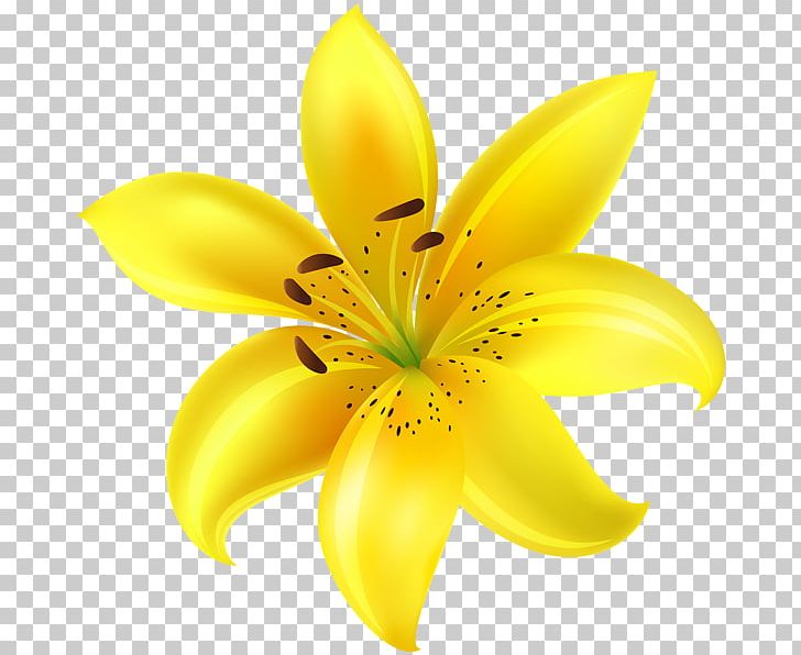 Lilium Desktop Flower PNG, Clipart, Art, Blossom, Closeup, Computer, Computer Wallpaper Free PNG Download