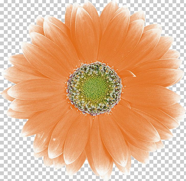 Transvaal Daisy Photography PNG, Clipart, Art, Closeup, Cut Flowers, Daisy Family, Digital Image Free PNG Download