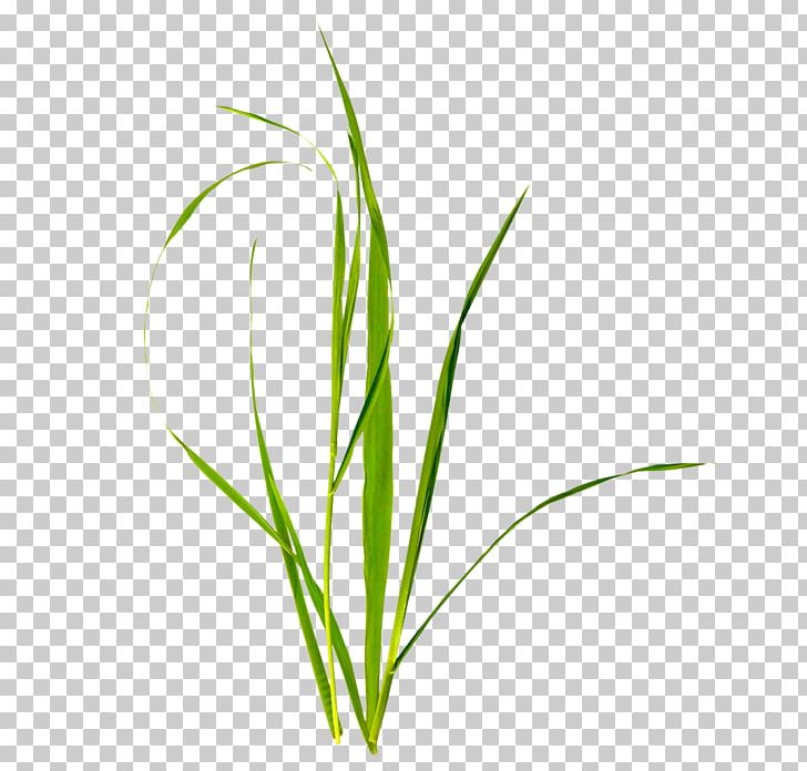 ARC PNG, Clipart, Arc, Commodity, Download, Free Software, Grass Free PNG Download