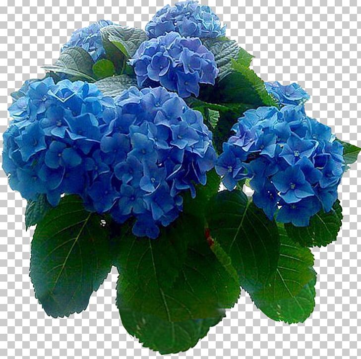 Hydrangea Houseplant Vladivostok Cut Flowers PNG, Clipart, Annual Plant, Blue, Cornales, Cultivar, Cut Flowers Free PNG Download
