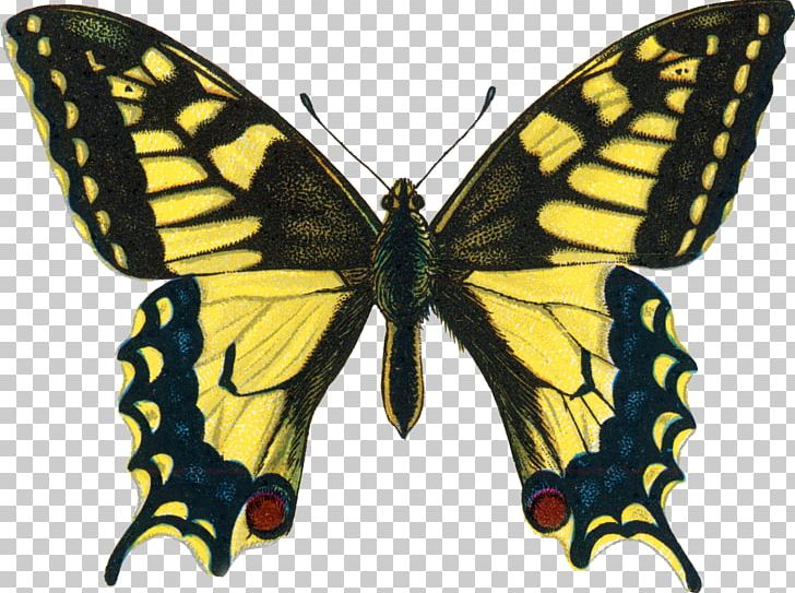 Swallowtail Butterfly Insect Papilio Machaon Papilio Troilus PNG, Clipart, Art, Arthropod, Bombycidae, Brush Footed Butterfly, But Free PNG Download
