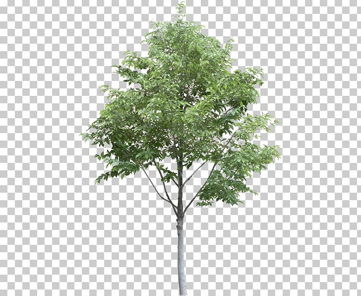 Tree PNG, Clipart, Branch, Computer Icons, Desktop Wallpaper, Download, Encapsulated Postscript Free PNG Download