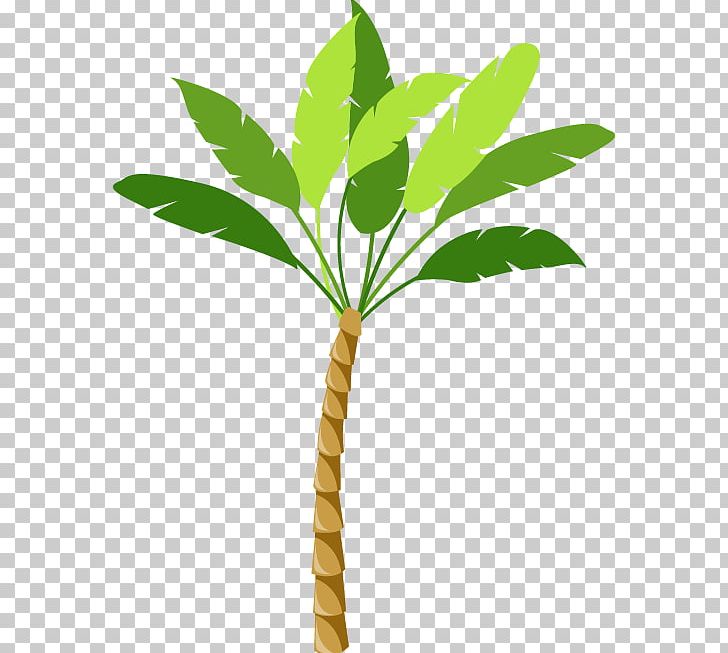 Arecaceae Tree PNG, Clipart, Arecales, Balloon Cartoon, Boy Cartoon, Branch, Cartoon Free PNG Download