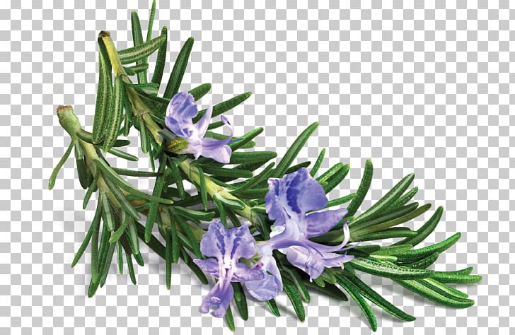 Rosemary Essential Oil Extract Herb PNG, Clipart, Essential Oil, Extract, Flavor, Flower, Food Free PNG Download