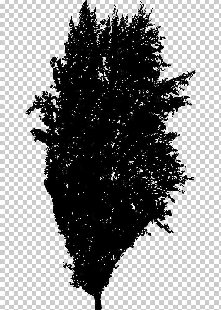 Spruce Fir Twig Tree Woody Plant PNG, Clipart, Arecaceae, Black And White, Branch, Conifer, Fir Free PNG Download