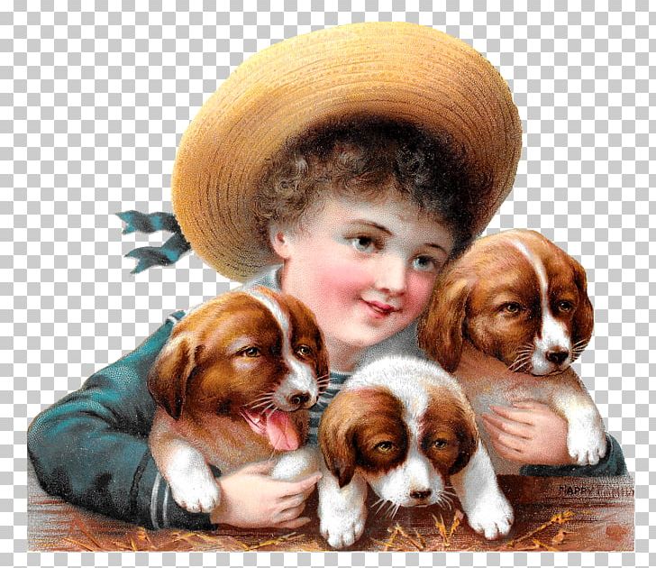 Cavalier King Charles Spaniel Puppy Pug Dog Breed PNG, Clipart, Animals, Boy, Carnivoran, Cavalier King Charles Spaniel, Child Free PNG Download