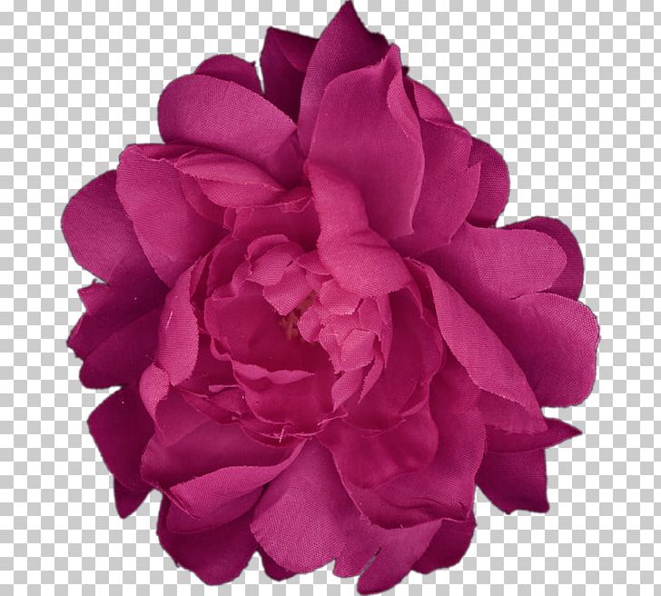 Garden Roses Cabbage Rose Peony Cut Flowers Petal PNG, Clipart, Cut Flowers, Family, Family Film, Flower, Flowering Plant Free PNG Download