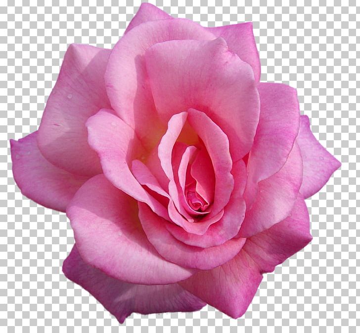 Garden Roses Desktop Flower PNG, Clipart, China Rose, Color, Cut Flowers, Floribunda, Flower Garden Free PNG Download