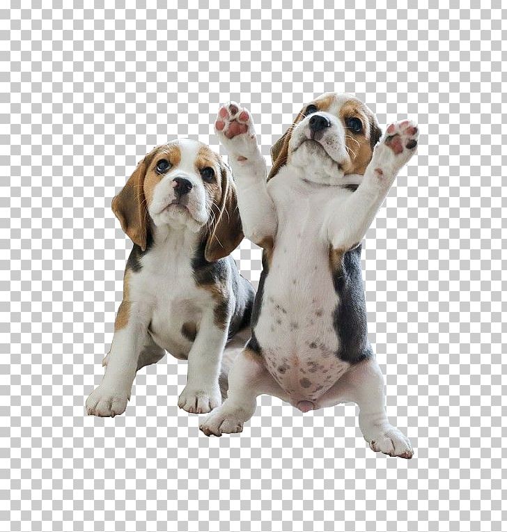 Pocket Beagle Puppy Your Beagle Beagles PNG, Clipart, Animal, Animals, Brown, Carnivoran, Companion Dog Free PNG Download