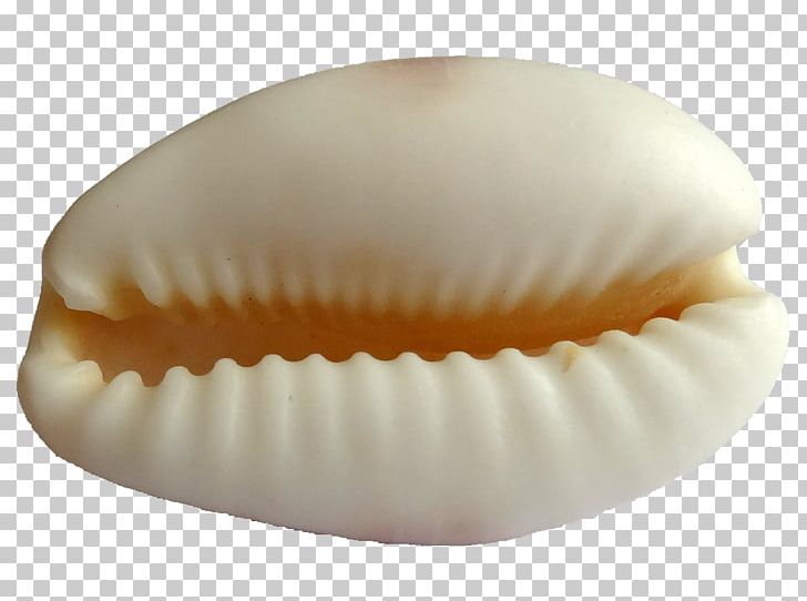 Seashell Cypraea Cypraeidae Cowry Light PNG, Clipart, Animals, Black, Color, Conchology, Cowry Free PNG Download
