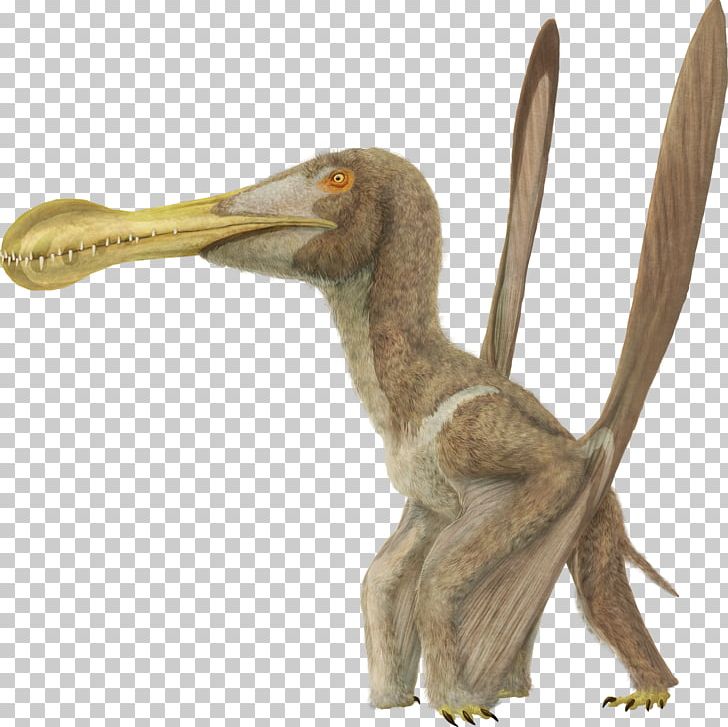 Ornithocheirus Buenzeli Coloborhynchus Beak Cretaceous PNG, Clipart, Beak, Bird, Cretaceous, Dinosaur, Extinction Free PNG Download