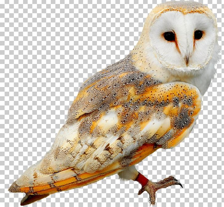 Owl Bird Birthday Gift PNG, Clipart, Animals, Animation, Beak, Bird, Bird Of Prey Free PNG Download