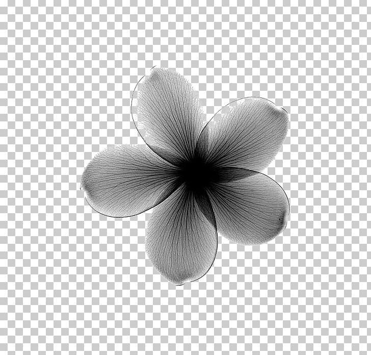 Towel Flower X-ray Frangipani Lilium PNG, Clipart, Black, Black And White, Canvas, Color, Decorated Free PNG Download