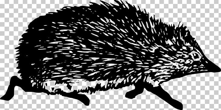 Domesticated Hedgehog Black And White PNG, Clipart, Animal, Animals, Black And White, Domesticated Hedgehog, Echidna Free PNG Download