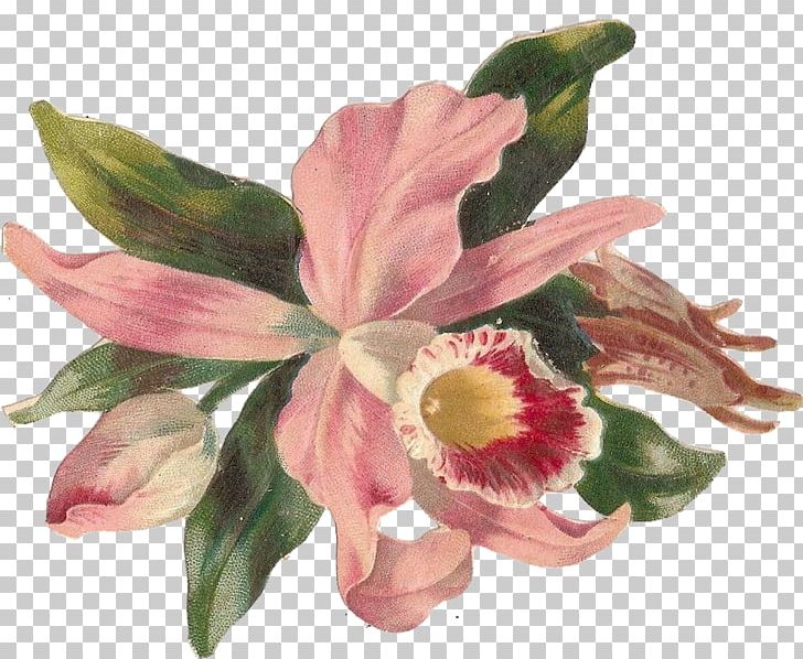 Flower Orchids PNG, Clipart, Alstroemeriaceae, Art, Berry, Clip Art, Cut Flowers Free PNG Download