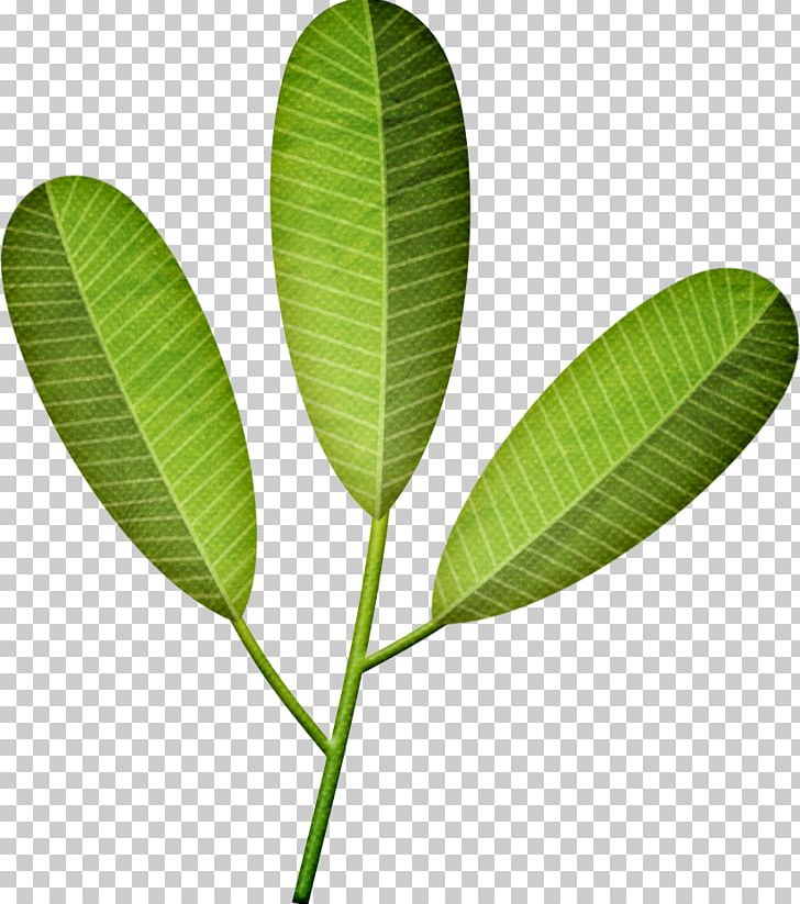 Leaf Frangipani Drawing Plant Stem Photography PNG, Clipart, Description, Drawing, Flower, Frangipani, Leaf Free PNG Download