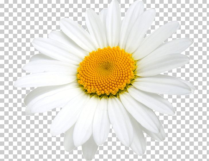 Stock Photography PNG, Clipart, Annual Plant, Aster, Chamomile, Chrysanths, Daisy Free PNG Download