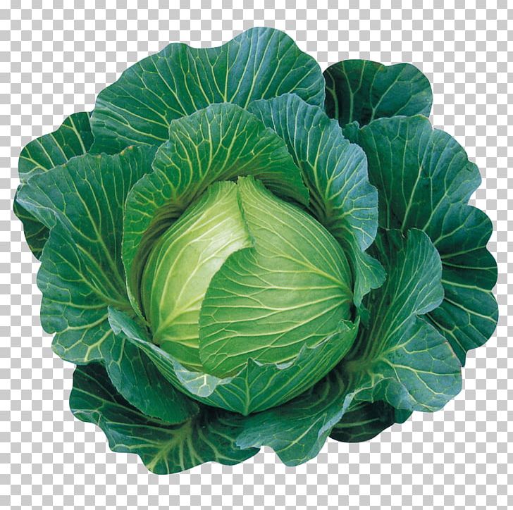 Cabbage Leaf Vegetable Spring Greens Collard Greens PNG, Clipart, Brassica Oleracea, Budi Daya, Cabbage, Collard Greens, Cultivar Free PNG Download